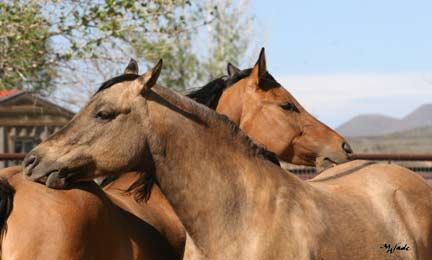 Our Broodmares