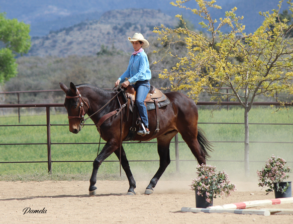 Ranch Riding Buckle Series » Horsebreakers Unlimited, LLC